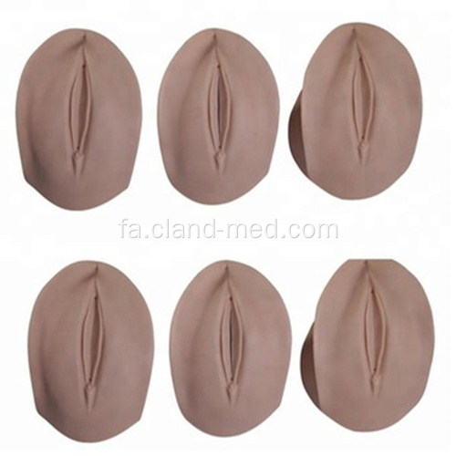 مدل CERVIX و تولد CANAL